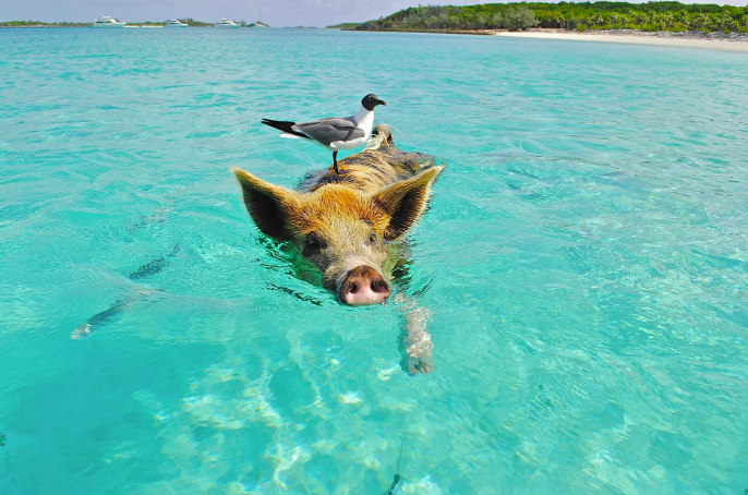 Bucket List Ideas for Families Traveling to the Abacos