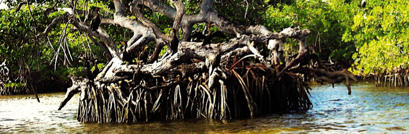 Mangroves - FL Keys